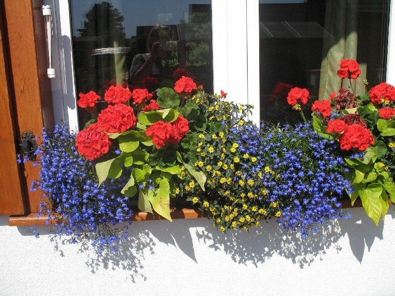 Jak dbać o rośliny w balkonowych skrzynkach. Poradnik | RegioDom