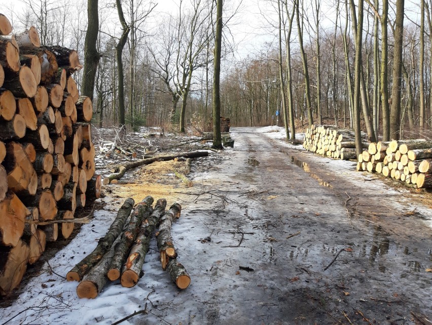 1000 drzew ma zostac wyciętych w Katowickim Parku Leśnym....