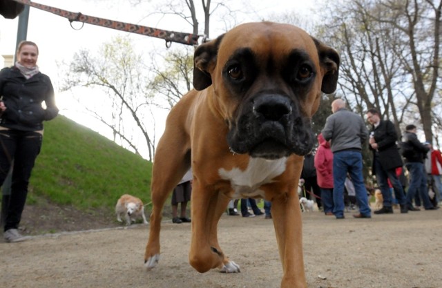 W kwietniu do Ogrodu Saskiego przyszło protestować około czterdziestu lublinian z psami