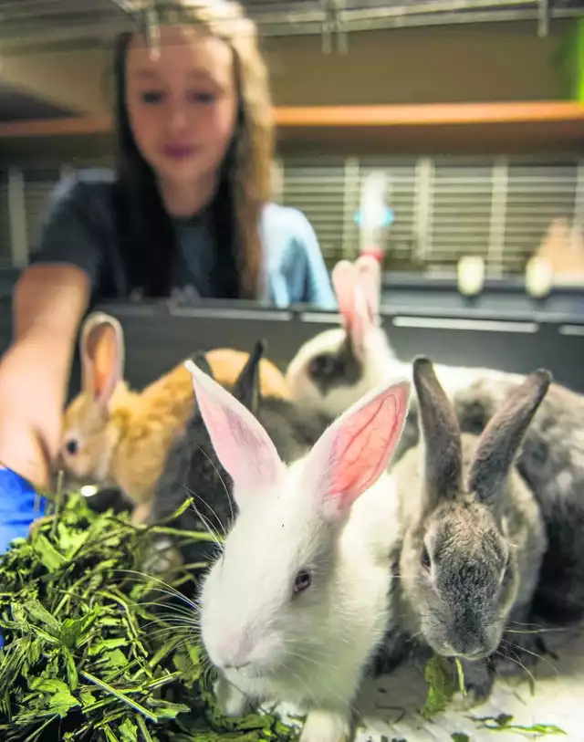 Fundacja azyl dla królików swoją siedzibę ma w toruńskim schronisku dla zwierząt przy ul. Przybyszewskiego. Na zdjęciu jej podopieczni