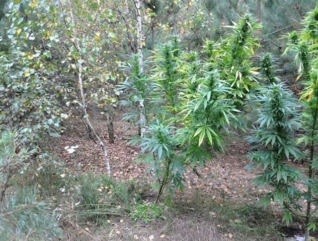 Kryminalni z chojnickiej komendy zlikwidowali nielegalną uprawę marihuany. Plantacja była uprawiana na terenie leśnym oraz prywatnej działce. Łącznie funkcjonariusze zabezpieczyli kilkadziesiąt krzaków oraz prawie półtora kilograma ściętej marihuany.