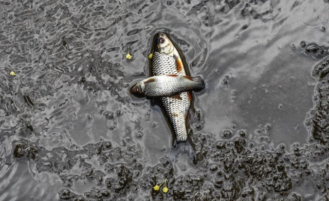 Śnięte ryby w Brdzie w okolicy Wyspy Młyńskiej.