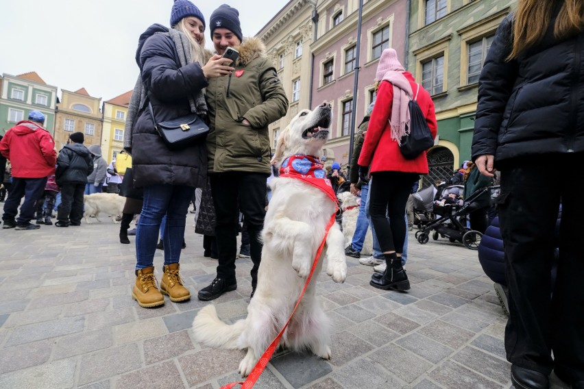 Psy zaprezentowały się zgromadzonym na Starym Rynku...