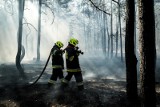 Pożar lasu w okolicach Strzyżawy pod Bydgoszczą. Akcja trwała 5 godzin