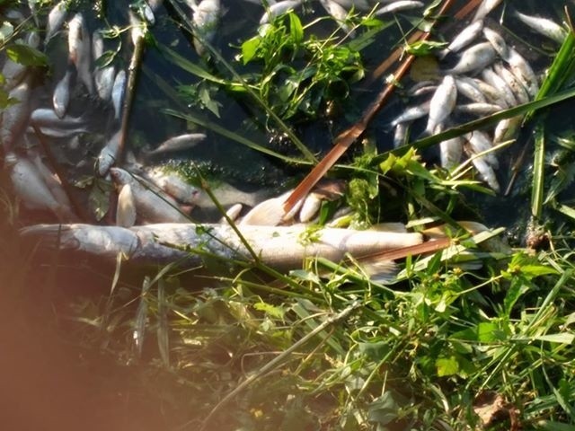 Czytelnik alarmuje: Mnóstwo śniętych ryb w jeziorze w Lubieniu Kujawskim! WIOŚ kontroluje