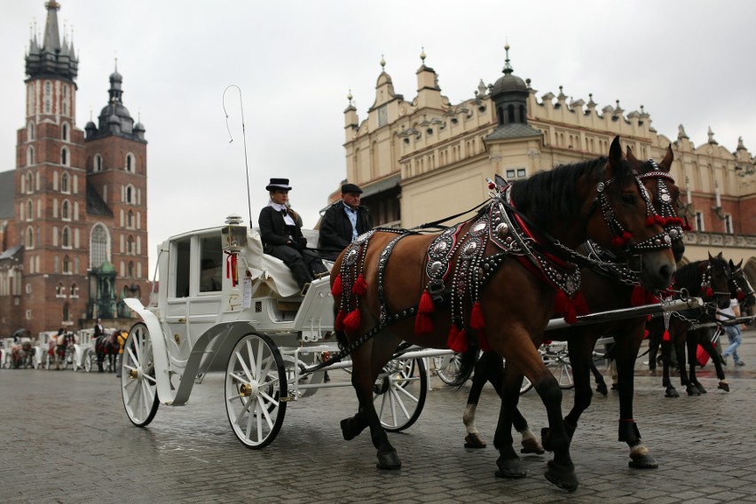 W Krakowie nie będzie dorożek? Tego chcą obrońcy zwierząt