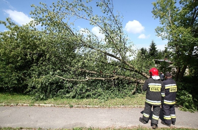Drzewo runęło na chodnik i jezdnię ul. Dąbrowskiego