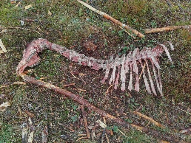 Leśnicy znaleźli resztki po wilczym obiedzie. W okolicy Wdzydz Tucholskich (gm. Karsin) leśniczy zauważył szczątki łani.