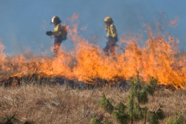 Podczas wypalania traw giną tysiące zwierząt. Może też ono spowodować groźny pożar