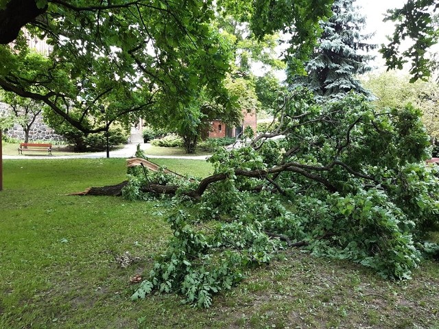 Najstarsze drzewo w Toruniu zostało uszkodzone. Dąb prawdopodobnie odczuł burzową aurę [zdjęcia]