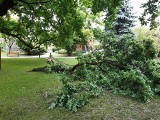 Jedno z najstarszych drzew rosnących w Toruniu zostało uszkodzone. Dąb prawdopodobnie odczuł burzową aurę [zdjęcia]