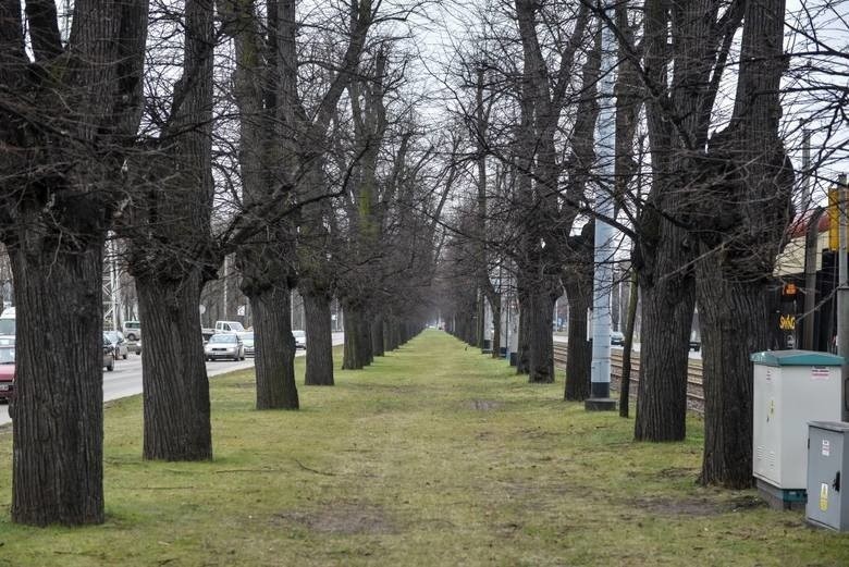 Wycinanie drzew w Alei Lipowej w Gdańsku stało się powodem...