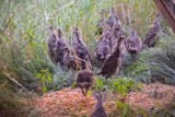 Akcja wsiedlania kuropatw trwa. Kwidzyńscy leśnicy chcą zatrzymać drastyczny spadek populacji tego ptaka
