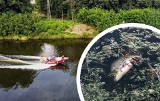 Katastrofa ekologiczna w Kanale Gliwickim. Wyłowiono już 1,5 tony śniętych ryb. "Najgorsze dopiero przed nami"