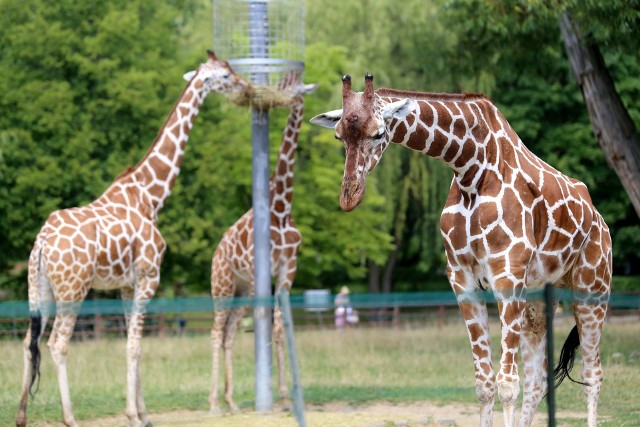 Adoptuj zwierzę ze śląskiego zoo!Zobacz kolejne zdjęcia. Przesuwaj zdjęcia w prawo - naciśnij strzałkę lub przycisk NASTĘPNE