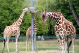 Adopcja zwierząt ze Śląskiego Ogrodu Zoologicznego w Chorzowie. Adoptuj żyrafę, lwa, nosorożca, kangura lub wielbłąda 