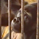 Bua Noi to najbardziej samotny goryl świata. Kolejne święta spędzi w klatce w supermarkecie