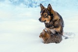 To proste: jeśli Tobie jest zimno, zwierzęta też marzną