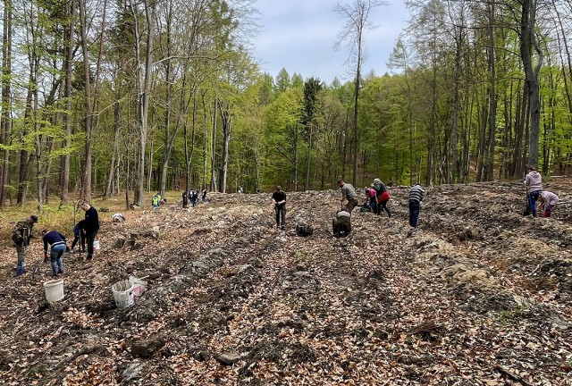 Akcja sadzenia drzew w powiecie chrzanowskim  w ramach realizowanego przez Dan Cake projektu "Robimy Klimat"