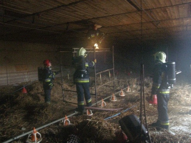 W akcji gaszenia kurnika uczestniczyło około 50 strażaków.
