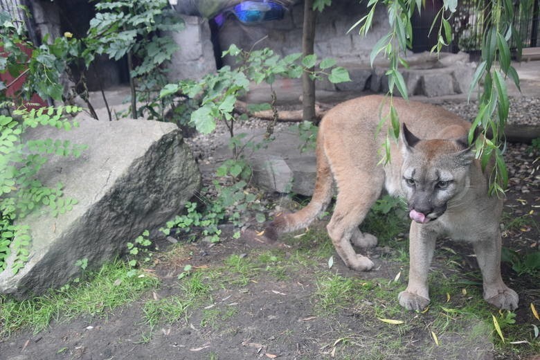 Puma Nubia zostaje w chorzowskim zoo....