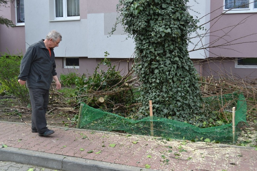 Częstochowa: Bronił ptasich gniazd, robotnik o mało nie odciął mu ręki [ZDJĘCIA]