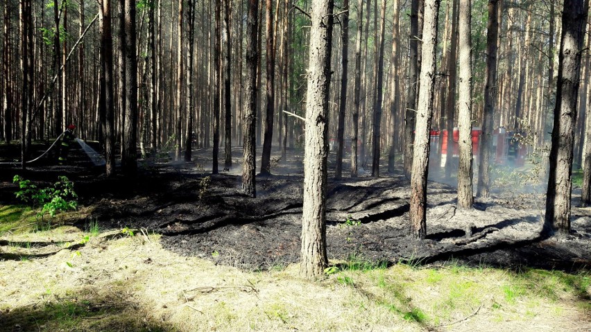 Strażacy w Lubuskiem od początku maja gasili pożary lasów...