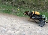 Pies Igor czeka w Starachowicach na adopcję. Jeździ na wózku inwalidzkim [WIDEO]