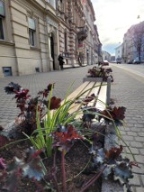 Kolorowa zmiana na przystankach w Krakowie. Donice, które dotąd służyły za kosze na śmieci nareszcie wypełniły się zielenią