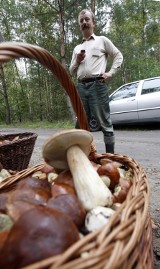 Grzyby marynowane [PRZEPIS] Dobry pomysł na grzyby jesienią. Jak marynować grzyby?