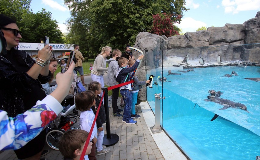 Śląski Ogród Zoologiczny znowu jest otwarty. Hitem wśród...