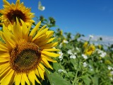 Biodynamiczna uprawa roślin: w pełnej zgodzie z naturą