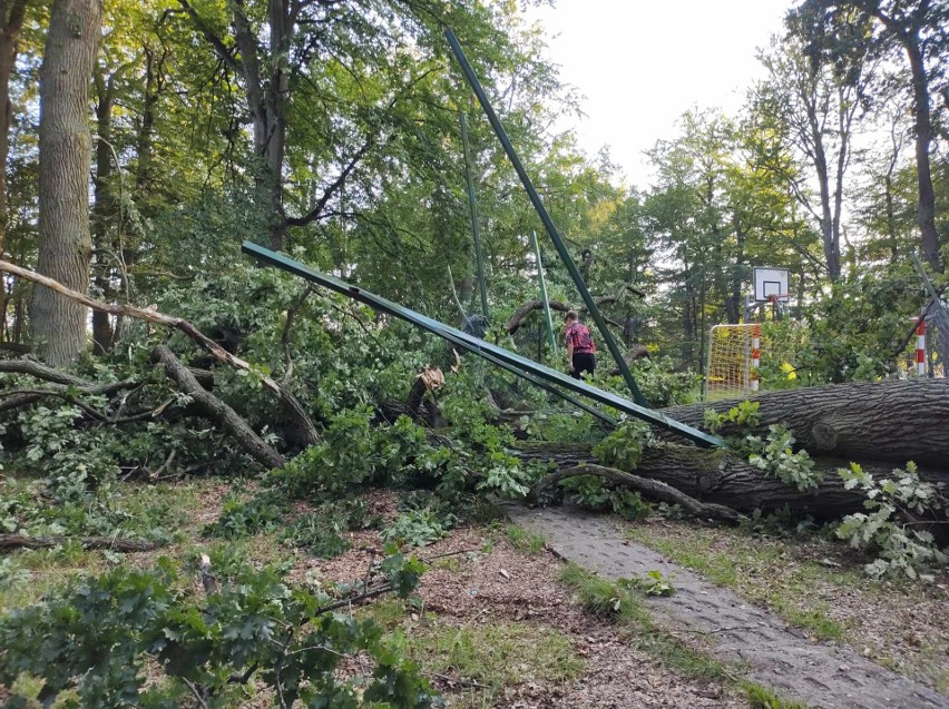 O krok od tragedii w Koszalinie. Drzewo runęło na boisko w parku na Rokosowie [ZDJĘCIA]