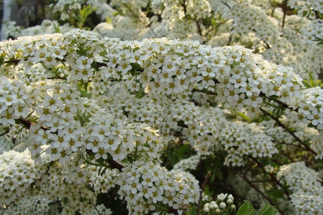Tawuła norweska jest nazywana szarą. Ale ozdobą tego krzewu są białe kwiaty, którymi dosłownie obsypuje się na przełomie kwietnia i maja.