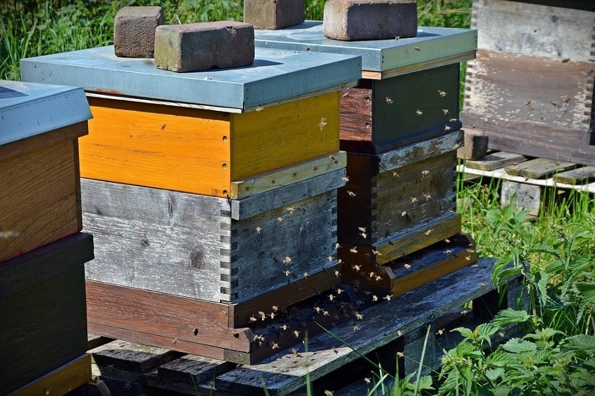Ile pszczół mamy w Polsce i jakie jest napszczelenie w regionie?