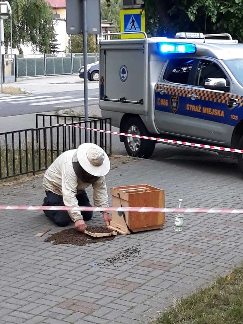 Rój pszczół "osiadł" na chodniku przy ul. Włocławskiej