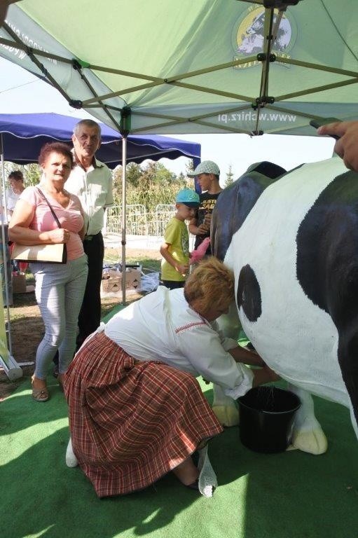 Dojenie sztucznej krowy w Czerwinie podczas dożynek [ZDJĘCIA]