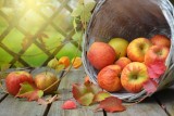 Owoce od małopolskiego rolnika. Ile kosztują owoce sezonowe takie jak jabłka, gruszki i śliwy? Skarby e-bazarku