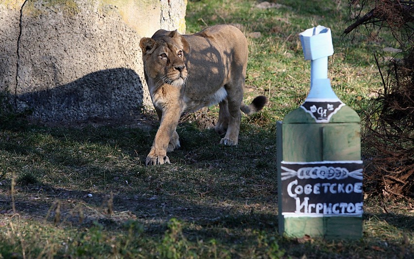 Sylwester w zoo w Łodzi. Butelka szampana z mięsem dla lwicy Tyci [ZDJĘCIA]