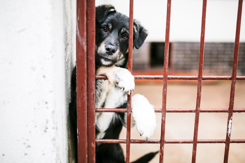 Kraków. Podczas pandemii adopcja zwierząt na specjalnych warunkach