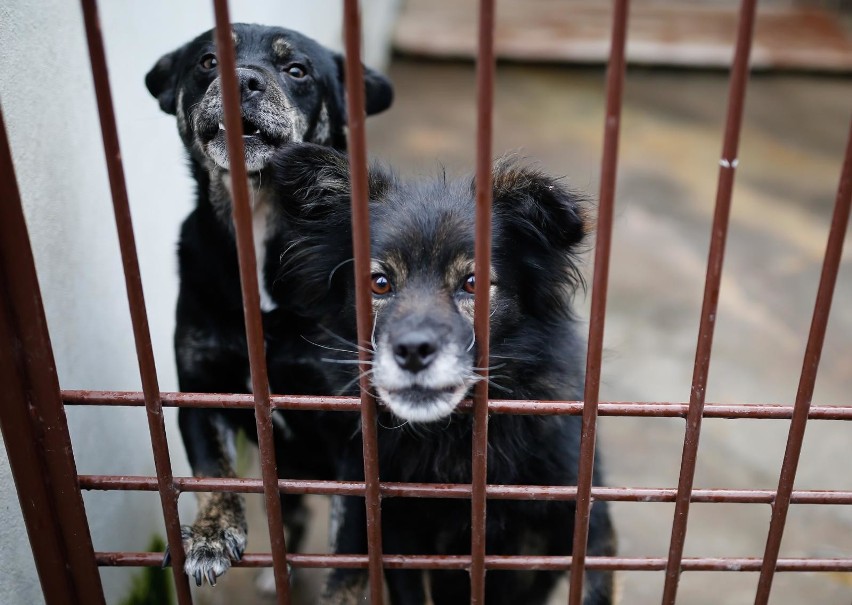 Kraków. Podczas pandemii adopcja zwierząt na specjalnych warunkach