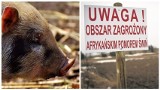 W gminie Wieniawa został wykryty wirus afrykańskiego pomoru świń. Nosicielem był dzik potrącony w wypadku