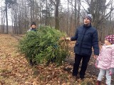 Choinki z leśnictwa Grodziec są najpiękniejsze. Wybrać i ściąć można je samodzielnie. Ceny choinek zaskakują