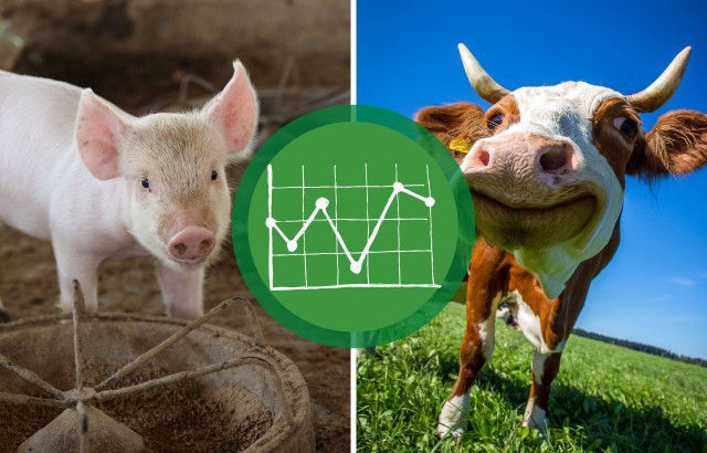 GUS opublikował w ty tygodniu najnowsze dane o pogłowiu świń i bydła.