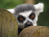 Udaremniono duży przemyt zwierząt z Madagaskaru. Wywieziono stamtąd lemury i żółwie promieniste