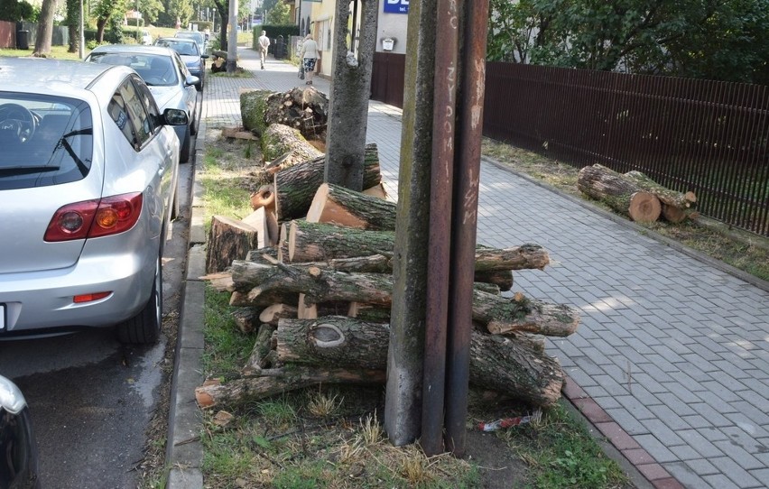 Pozostałości ściętych drzew zalegają przy ul. Jasnej. Pnie...