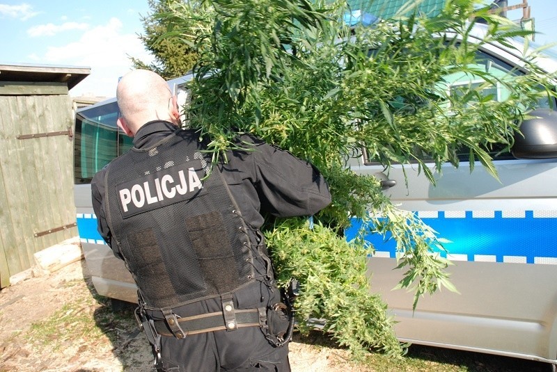 Policjanci zlikwidowali plantację marihuany w Brzeźnie pod...