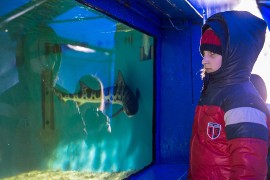 Chrzanów: Mobilne akwarium z rekinami [ZDJĘCIA] | Gazeta Krakowska