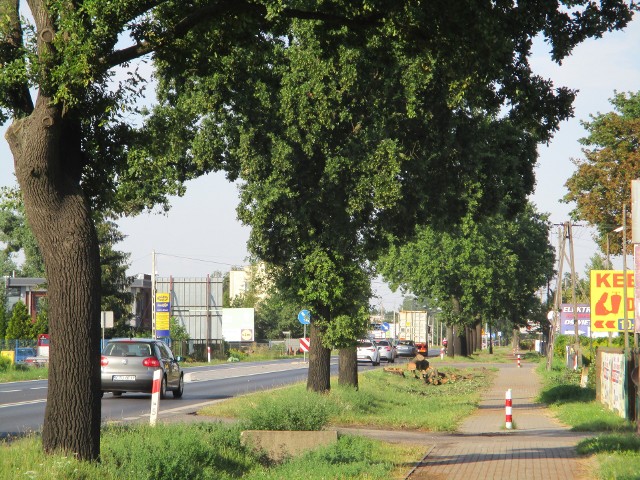 Aleja w Osielsku przed wycinką drzew