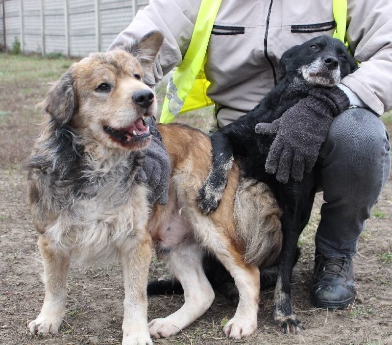 Psie duety czekają na lepszy los i nowych opiekunów, którzy zaadoptują dwa zaprzyjaźnione ze sobą psy